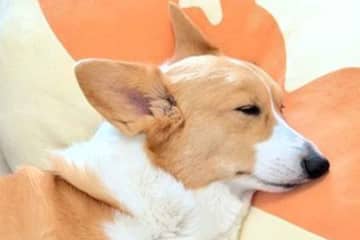 「やけに静かだなと思ったら、本州みたいになって寝ていた」　愛犬がクッションでお昼寝→奇跡の一枚に37万“いいね”　「天才なのかもしれない」