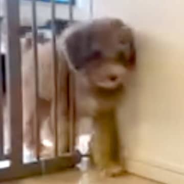 ゲートをすり抜ける子犬→3ヶ月後、体が大きくなり『通れないかな』と思ったら…『予想を裏切る光景』が22万再生「すごいの一言」「見事」