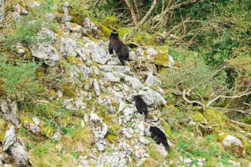 「初めて見た！」「動きが人間くさい」　冬眠前のツキノワグマの行動に驚きの声が殺到　せっせと作っていたものとは