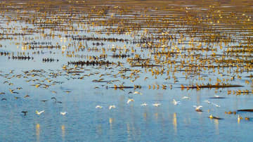 長江沿いに渡り鳥の大群　中国・池州