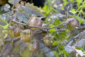 ガラパゴス諸島のトマトに「逆進化」の兆候　その意味とは