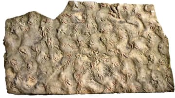 中国の科学者、足跡化石から獣脚類恐竜の行動解明