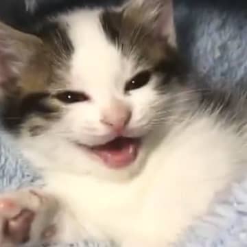 『ベッドで眠たそうにしていた子猫』→訴えるように鳴き始めて…あまりにも癒される光景が88万再生「可愛くてたまらん」「頬が緩んだ」