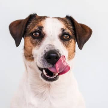 犬が『口の周り』を舐めているときの理由4つ　仕草に隠された心理から確認すべきことまで