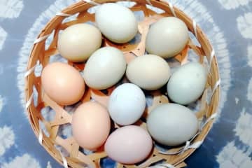 ネットで拡散する「ホルモン卵」のうわさ、本当なのか―中国メディア