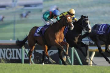 【ジャパンカップ】欧州年度代表馬の意地！世界最強カランダガンが差し切る…アドマイヤテラはスタートで落馬、波乱のジャパンカップ