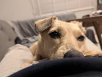 怖がりで警戒心の強い元保護犬を迎え、4才に！「家の中ではとにかく甘えん坊」なコに！