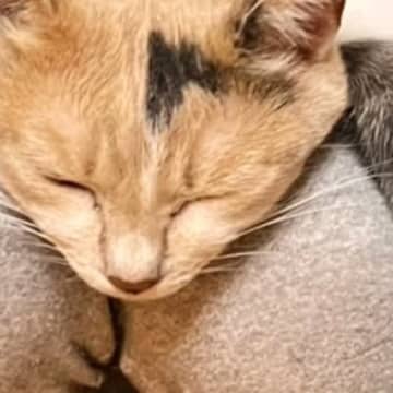 飼い主さんの膝の上で『くつろぎすぎたネコ』…まさかの体勢がすごすぎると２万いいね「20年近く暮らしてるけどされたことないｗ」「ぱぁー」