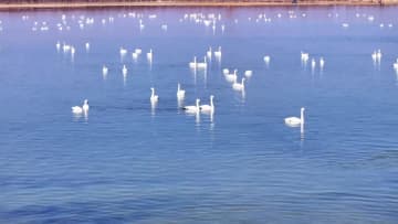 初冬の湿地に舞うオオハクチョウの群れ　中国陝西省