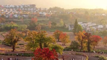 朝霧にかすむ紅葉と古村の詩的風景　中国安徽省