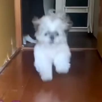 パパが東京出張から帰ると、犬が…思った以上の『熱烈大歓迎』と『愛おしい行動』に反響の声「日本一平和な光景」「スーパー監視スタイル」