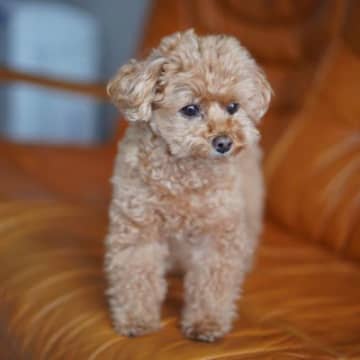 犬につけない方がいい『名前』５選　避けるべきワードや愛犬が覚えやすいおすすめの言葉までご紹介