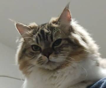 猫カフェに行ってきた飼い主を“ジト目”でじーっ　嫉妬深い猫のただならぬ“圧”に思わずクスッ