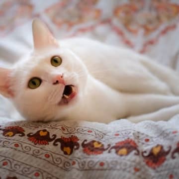 猫が『悲しそうな声』で鳴くときの理由4つ　込められた意味とは？対処法までご紹介