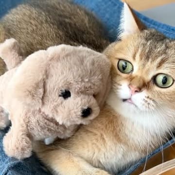 ５匹のネコに『動く犬のおもちゃ』を見せた結果→想像以上に『まるで人間のような反応』が話題「猫ってあんな迷惑そうな顔するんだ」「面白い」