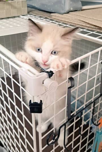 お迎え初日にケージをよじ登っていた生後3カ月の子猫→1年であっという間に大きく成長し、「かけがえのない家族」に！