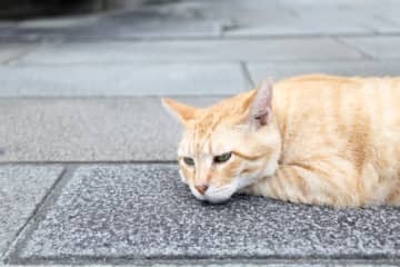 「地獄の猫にチャンスはない」とは? 猫にまつわる英語イディオム (30)