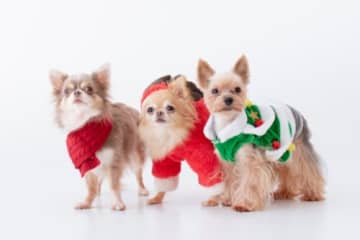 【申込は12/1から】愛犬がランウェイデビュー！？マーケット＆おさんぽゲームでワンちゃんと一緒に楽しい「わんわんブランチfes」