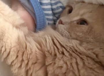 「なんか息苦しいなと思ったら」お昼寝中、愛猫に鼻と口をふさがれた!?そのかわいすぎる理由に、思わず胸まで苦しくなる！