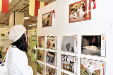 ウサギの写真や知識の宝庫…横浜で「うさフェスタ」盛況　防災テーマに講演も