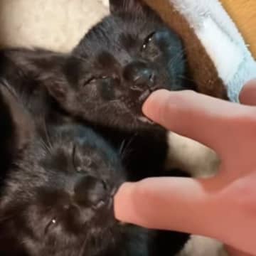 指チュパが止まらない保護された双子の黒猫→『4年後』になると…すてきなビフォーアフターが12万再生「ひええ可愛すぎる」「立派に成長したね」