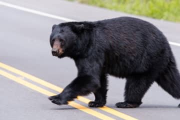 クマが増えすぎて駆除数が『960頭超え』 焼却のための灯油が “7000リットル” 必要で費用も倍増 “処分方法” がネットで議論に「山に捨ててダメなの？誰か教えて」「動物園のライオンの餌とかに活用できないか？」