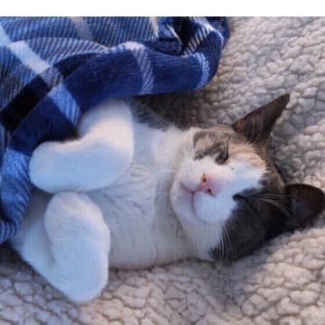 寝言・いびき・おねしょ　猫が寝ているときにする行動・しない行動は