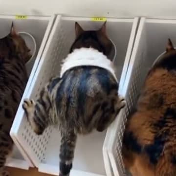 並んでご飯を食べていた猫たち→1匹が『すごい体勢』で…まさかの光景に７万いいね「癖強い子がいるぅｗ」「見た瞬間吹いたｗ」と爆笑する人が続出