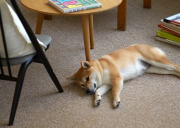 【家族のお悩み解決】お家専用タイルカーペット12月1日発売！　高性能な防音＋超軽量！日本製タイルカーペット