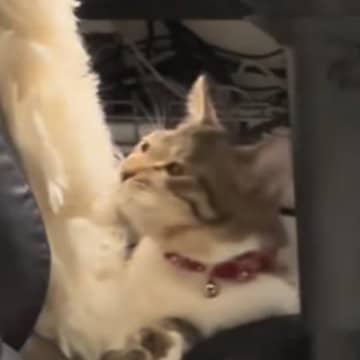 ご飯大好きな猫ちゃん→飼い主さんが『ご』とだけ言ってみると…かわいすぎる反応に「顔がたまらんｗ」「やっぱわかるんかなぁｗ」と反響