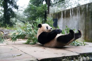 パンダのシャンシャン、ごろごろリラックス　中国四川省
