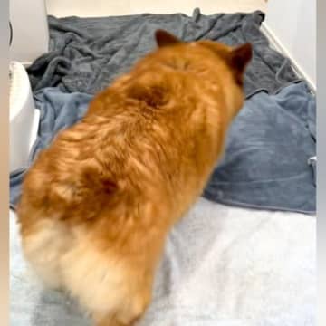 シャワーを浴びた犬→床にタオルを敷いておいたら…賢すぎる『お風呂上がりの行動』が73万再生「一生懸命で可愛い」「本当にお利口さん」と称賛