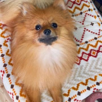 犬の「骨の一生」とは　骨密度の変化は犬の体の大きさによって異なる？