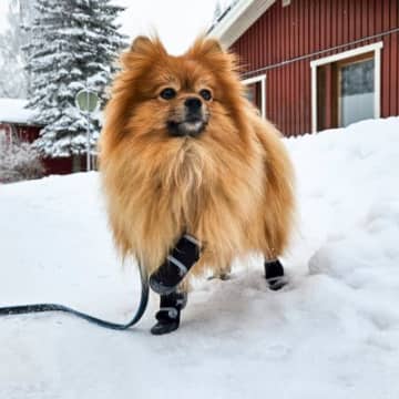 犬の『しもやけ』はどうして起こるの？主な要因や今からできる予防法まで