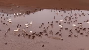 黄河湿地で渡り鳥の越冬シーズン本格化　中国・山西省運城市