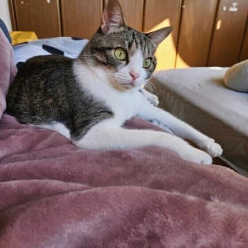 誤食で命を落とすことも　猫が「口にすると危険なもの」を知ろう