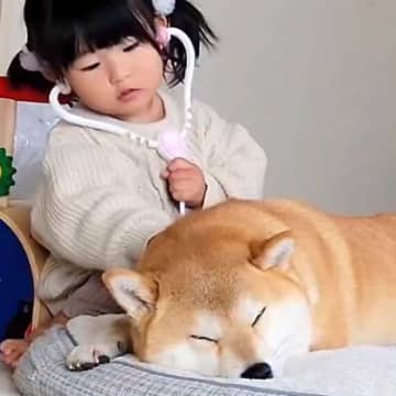 2歳の女の子の遊びに付き合う犬→『病院』という言葉が聞こえた、次の瞬間…可愛すぎる反応が227万表示「耳ギューンｗ」「意志を感じる」