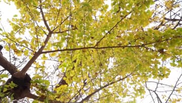 黄金色に染まる「古イチョウの里」　中国貴州省