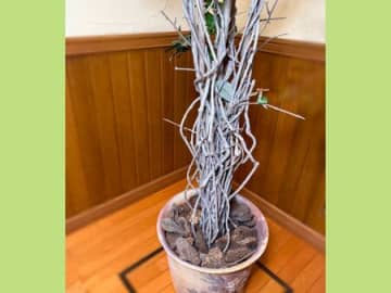 捨てなくてよかった！【100均で奇跡の復活】雨ざらしでボロボログリーンが…