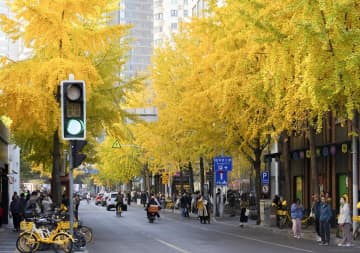 上海市内に木々の彩り