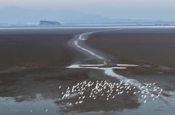 鄱陽湖に希少な渡り鳥飛来　中国江西省