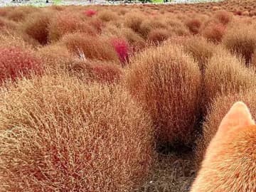 紅葉するコキアと同化していたのは…　公園での１枚に「完璧な擬態」「見間違えそう！」