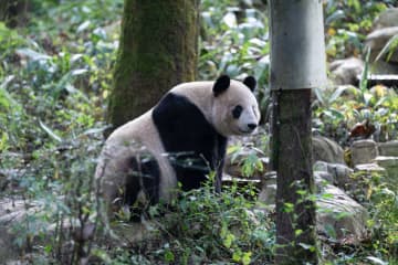 パンダの美生、ほっと一息　中国四川省