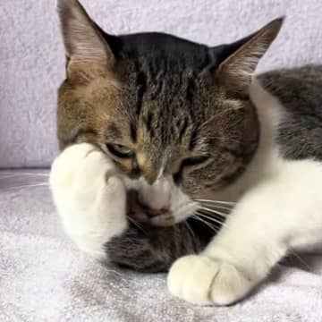 動物病院の保険証用に猫を撮りたい→『かわいい顔して』と頼んでみた結果…尊すぎる展開が40万再生「やり取りが面白いｗ」「吹いたｗ」