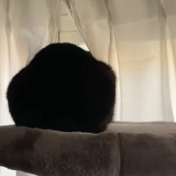 帰宅後、窓の外を眺める猫に声をかけてみると…想像以上に『可愛すぎる反応』が775万再生「ふぇｗｗ」「相当待っていた様子ｗ」