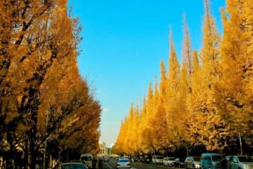 神宮外苑いちょう並木でルール無視の迷惑行為がとまらない　石原良純さん「もう少し長い時間閉鎖しちゃっても」