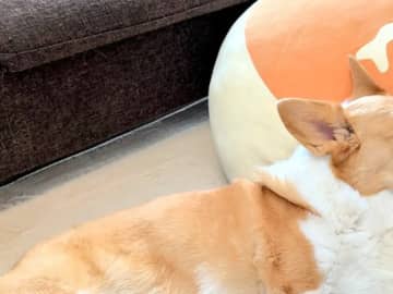 「本州みたい！」と37万いいね！　コーギーの『奇跡の寝相』に「笑った」