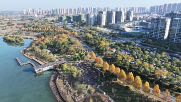 メタセコイア紅葉、鮮やかな風景に　中国・湖南省長沙市