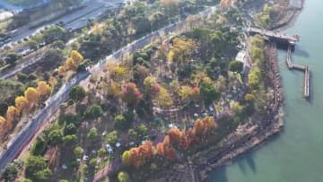 メタセコイア紅葉、鮮やかな風景に　中国・湖南省長沙市