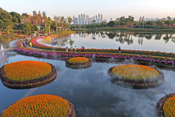 冬の日差しに映える花々　中国広西・南寧市